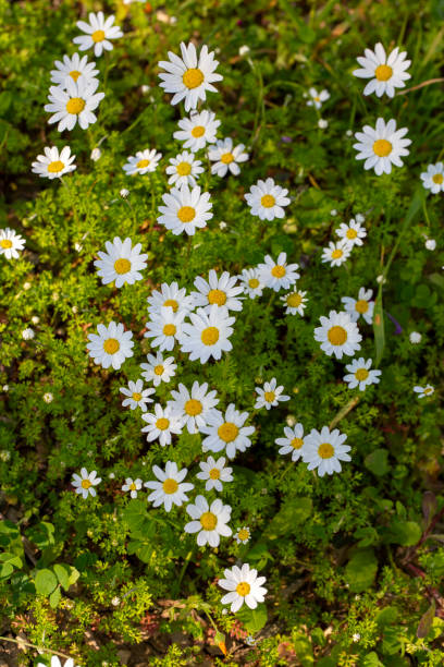 anthemis cotula, également connu sous le nom de camomille puante - marguerite blanche - anthemis cotula photos et images de collection