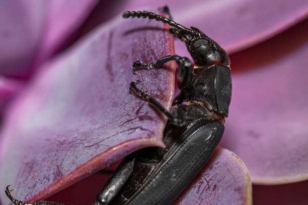 darkling beetle. coleoptera carabidae insects in nature. mealworm beetle tenebrio molitor, a species of darkling beetle pest of grain and grain products as well as home products - coleoptera zdjęcia i obrazy z banku zdjęć