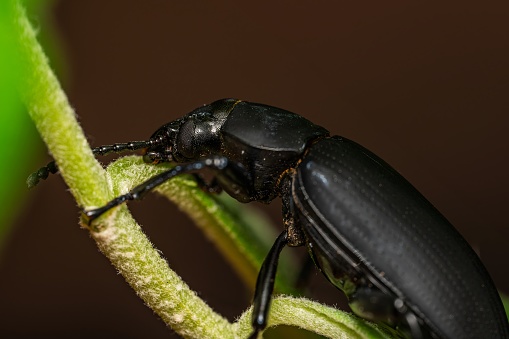 Darkling beetle. Coleoptera Carabidae Insects in Nature. Mealworm beetle Tenebrio molitor, a species of darkling beetle pest of grain and grain products as well as home products