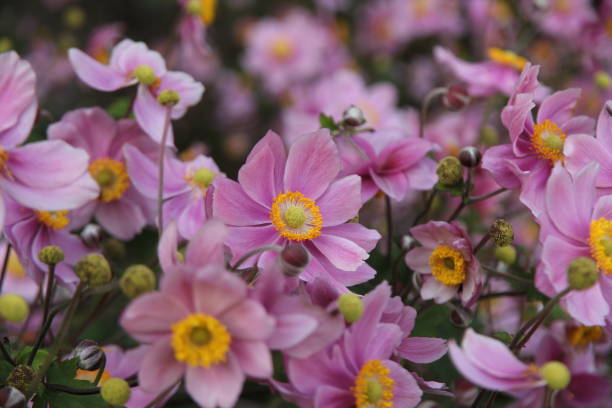 istock Flowerbed of Japanese Anemone 2043955744
