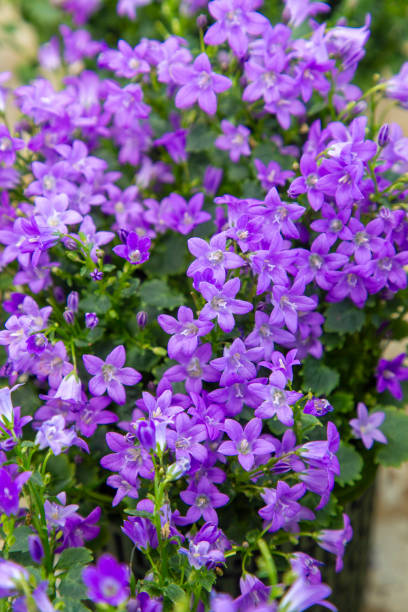 istock Campanula ( Bellflower peach leaves , Campanula Persian or stick Jacob), purple bell flowers in summer garden 2043957409