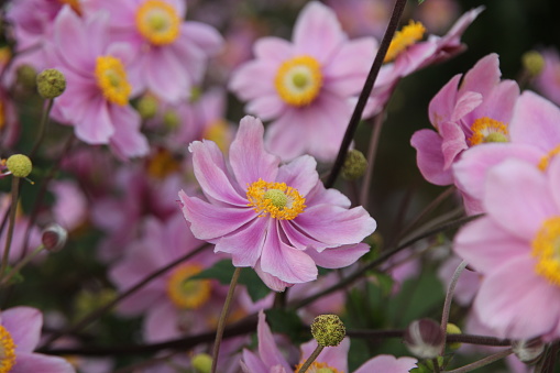 Close up of flower bed filled with yellow and pink Japanese Anemone