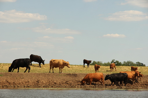 Cattle on muddy riverbank drinking from water