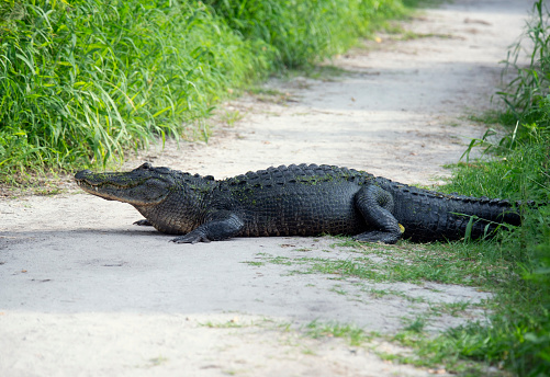 American Alligator resting on a trail in Florida park