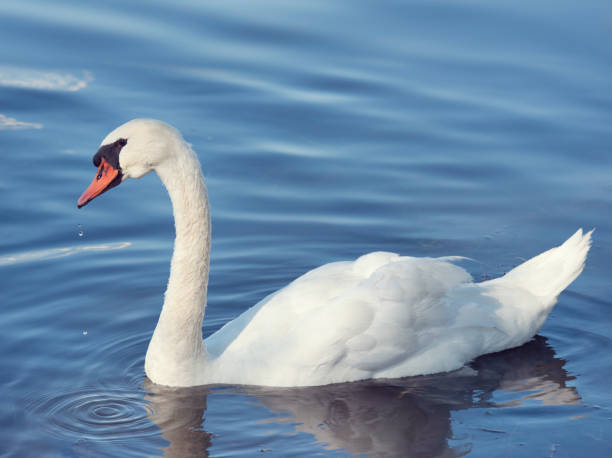 istock White Swan Swims in a Lake. 2043971224