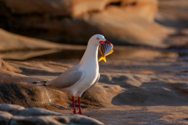 silver gull (chroicocephalus novaehollandiae) enjoying their morning feed, maroubra, sydney, australia - maroubra beach foto e immagini stock