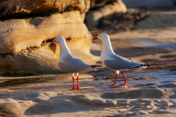 mewa srebrzysta (chroicocephalus novaehollandiae) ciesząca się porannym pokarmem, maroubra, sydney, australia - maroubra beach zdjęcia i obrazy z banku zdjęć