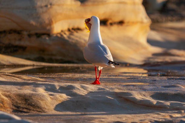 silver gull (chroicocephalus novaehollandiae) enjoying their morning feed, maroubra, sydney, australia - maroubra beach zdjęcia i obrazy z banku zdjęć