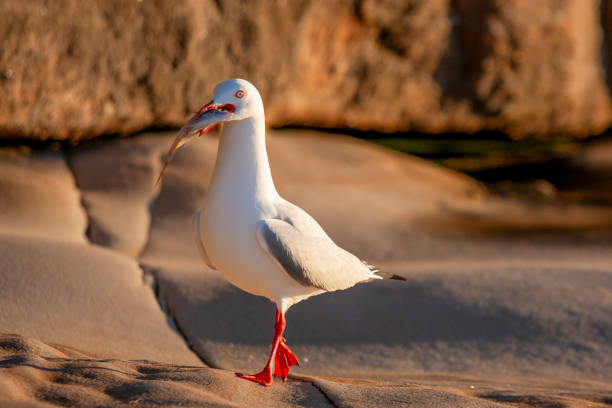 silver gull (chroicocephalus novaehollandiae) enjoying their morning feed, maroubra, sydney, australia - maroubra beach foto e immagini stock