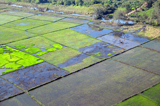 Sikhottabong district, Vientiane Prefecture, Laos: aerial perspective showcasing a patchwork of lush green rice fields, separated by thin pathways and surrounded by natural vegetation. The varying shades of green paint a serene and peaceful landscape, reflecting the agricultural richness of the region.