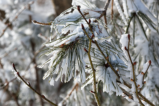 Christmas tree background. Tree branch, covered with snow on white background.