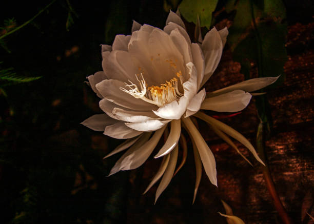 Epiphyllum oxypetalum flower (Dutchman's pipe cactus, princess of the night or queen of the night)