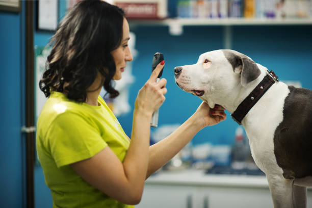 Vet doctor examining a dog.