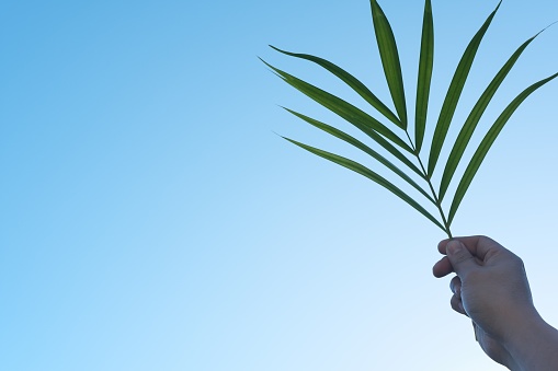 Human hand holding palm leaves in clear blue sky. Summer, tropical and palm sunday background.