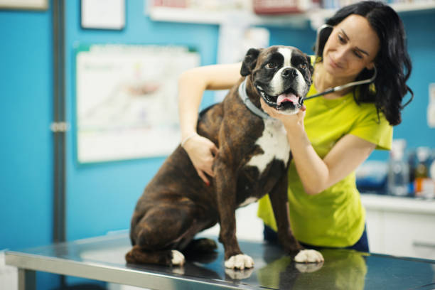 istock Vet doctor examining a dog. 2044037922