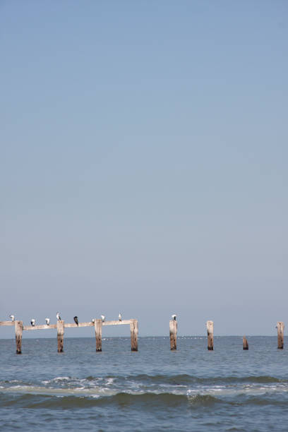 seagulls on the beach in Point-cook, VIC Aus