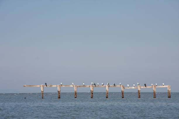 Seagulls On The Beach In Point-Cook, Vic Aus