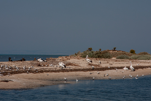 flock of seagulls on the beach, Melbourne, Victoria, Australia