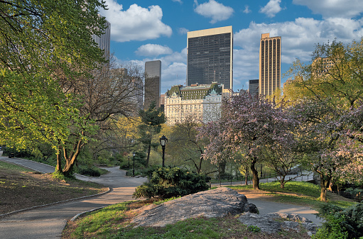 Spring in Central Park, New York City in the early morning