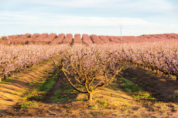 istock Pink Spring: Golden Sunset among Flowering Peach Trees. 2044062672