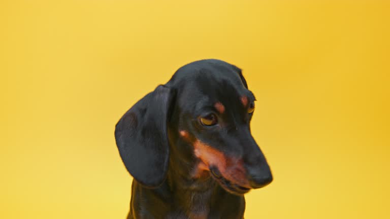 Black dachshund eagerly bites a treat from a person's hand against a vivid yellow background, capturing a moment of training or reward