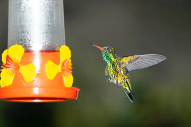 istock Hummingbird sucking nectar from a flowe, in the gardenr 2044080303