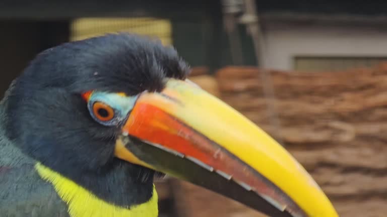 Close up of  toucan bird