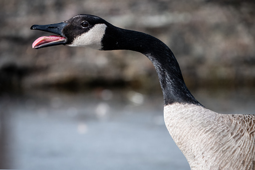 Portrait of a Canada Goose showing it's tongue and attitude