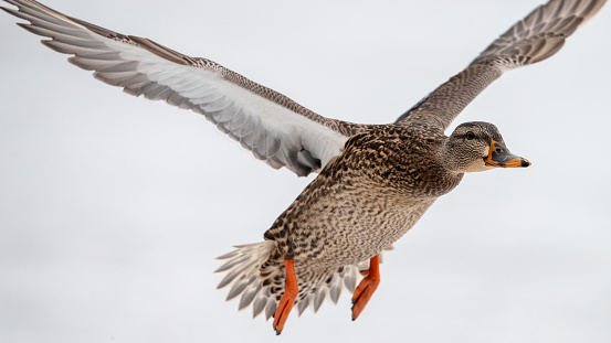 Close up view of a female Mallard duck with wings outstretched