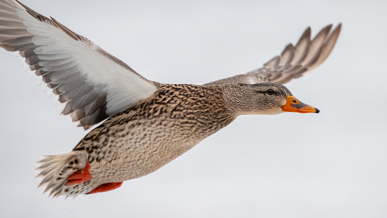 Close up view of a female Mallard duck in flight