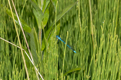 Dragonfly Azure damselfly or Coenagrion puella sitting on the grass