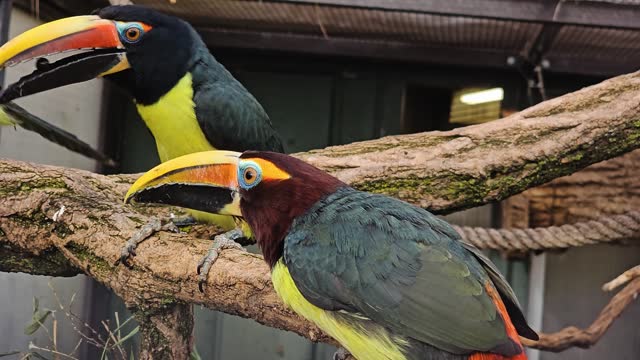 Close up of  toucan bird