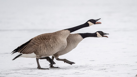 Pair of Canada geese protecting their territory