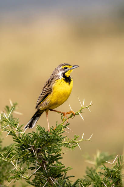 A yellow-throated longclaw perched on a thorny acacia tree in Queen Elizabeth National Park, Uganda. A yellow-throated longclaw, macronyx croceus, perched on a thorny acacia tree in Queen Elizabeth National Park, Uganda. Soft background with space for text. thorn bush stock pictures, royalty-free photos & images