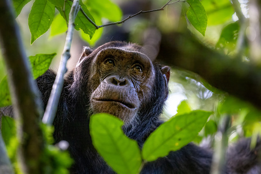 Monkey portrait