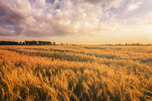 istock Sunset or sunrise in a rye or wheat field with a dramatic cloudy sky in a summer. Summertime landscape. Agricultural fields. Aesthetics of vintage film. 2044175153