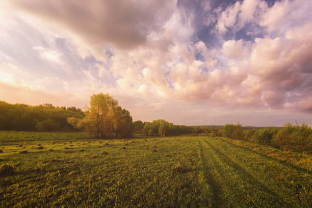 Sunset or sunrise in a spring field with green grass, willows and a clear sky. Springtime rural landscape. Vintage film aesthetic.