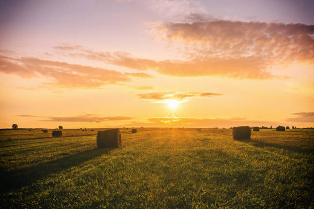 istock A field with haystacks on a summer or early autumn evening with a cloudy sky. Procurement of animal feed in agriculture. Rural landscape at sunset or sunrise. 2044175319