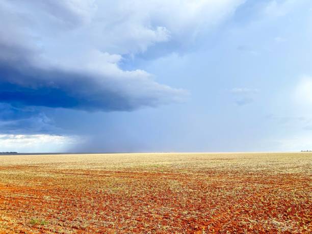 istock Initial phase development of corn plantation on tropical no-tillage system integrated, with beautifull cloud 2044177930