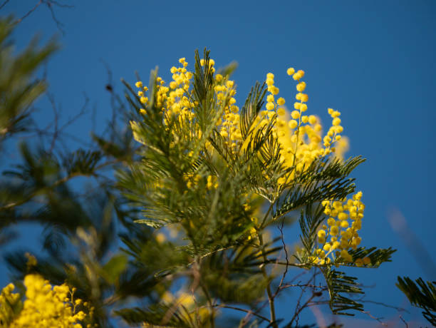 beautiful bright yellow hairy mimosa flowers close-up. blooming mimosa tree in early spring waves on wind. sunny spring day. acacia dealbata. fluffy flowers in spring garden with sunny bokeh light - spring leaf wind sunlight стоковые фото и изображения