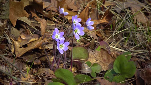 Blue flower in spring on sand dunes among fallen leaves. Cuyahoga Valley, Dunes NP, Ohio, USA