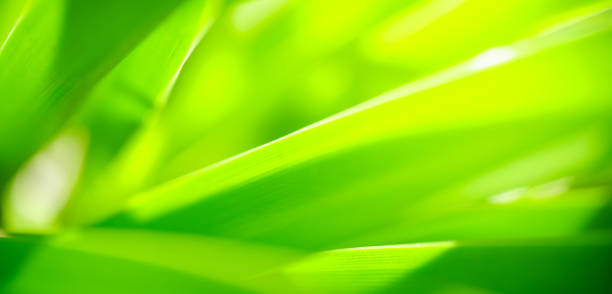istock Abstract nature green blurred background nature leaf on greenery background in garden with copy space using as background wallpaper page concept. 2044212475