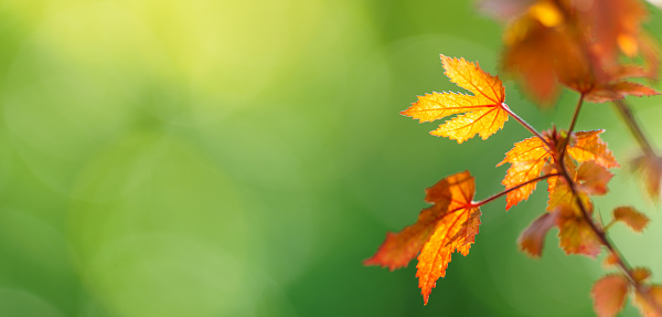 Close up of nature view orange red maple leaf on blurred greenery background under sunlight with bokeh and copy space using as background natural plants landscape, ecology wallpaper concept.
