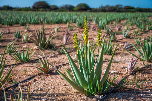 Blossoming aloe vera plant with yellow flowers in field
