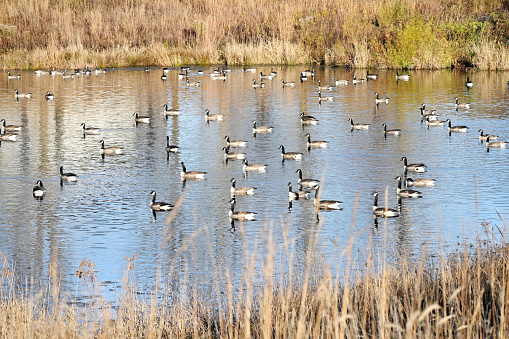 Flock of geese swimming on the pond in the fall.