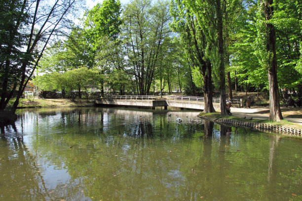 Vigevano, Italy - April 8, 2011 Public park with pond and trees in Vigevano, a city in the Province of Pavia in northern Italy.