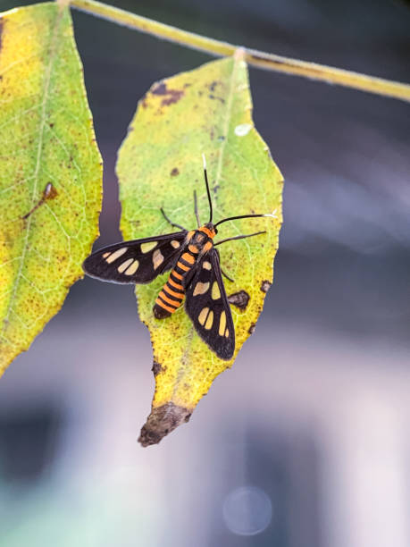 istock Black and yellow butterfly 2044279913