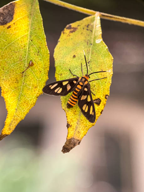 istock Black and yellow butterfly 2044279928