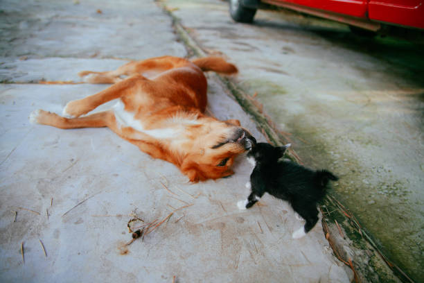 istock Cute Kitten in Thailand 2044285179