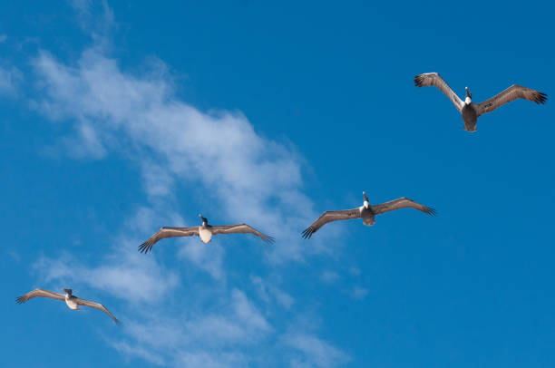 View the flying pelicans in Mexico